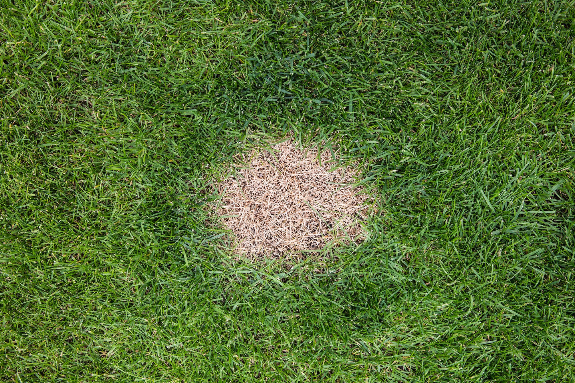 what causes dog pee to burn grass