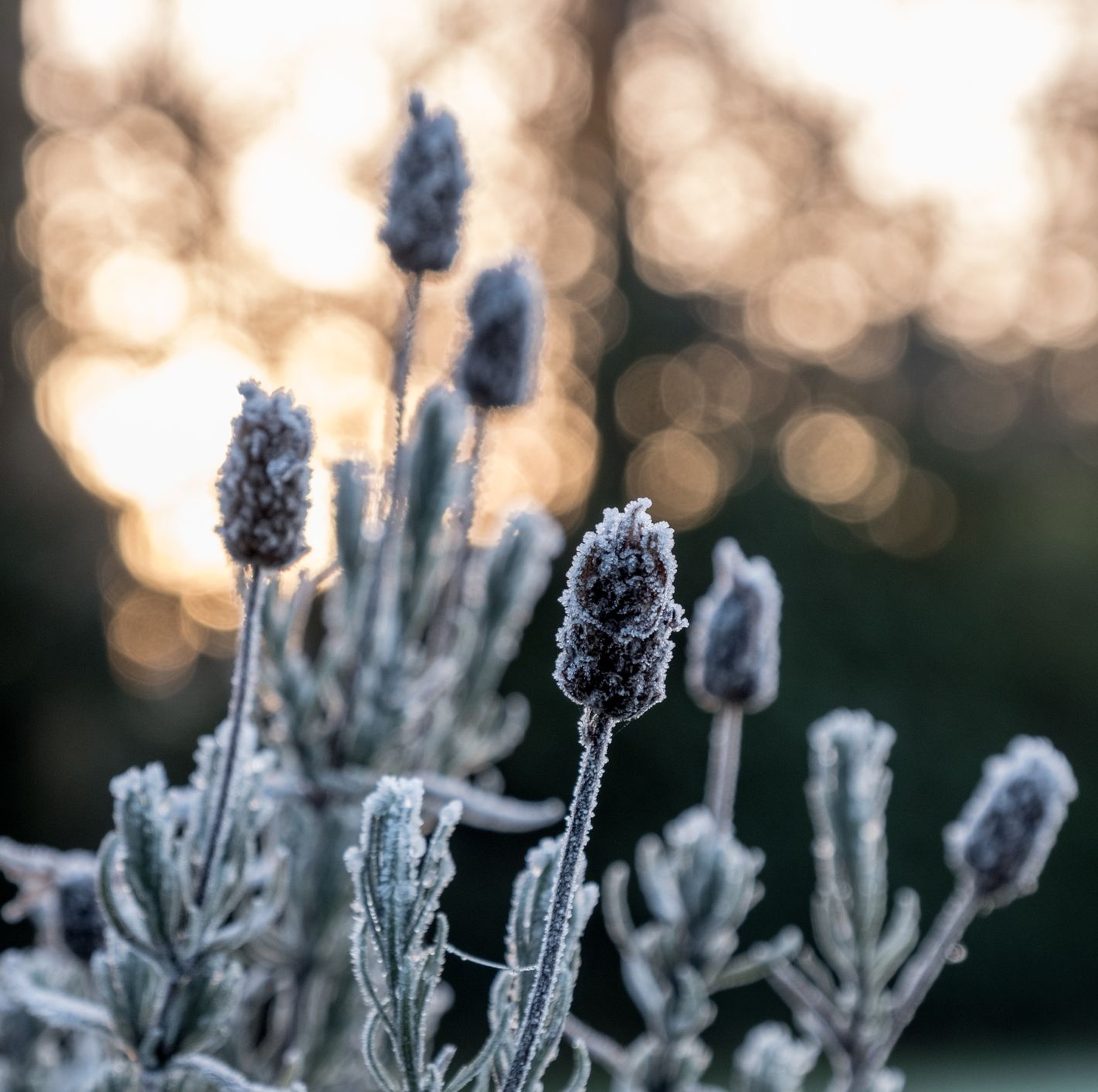 dead lavender plant covered with frost in the garden