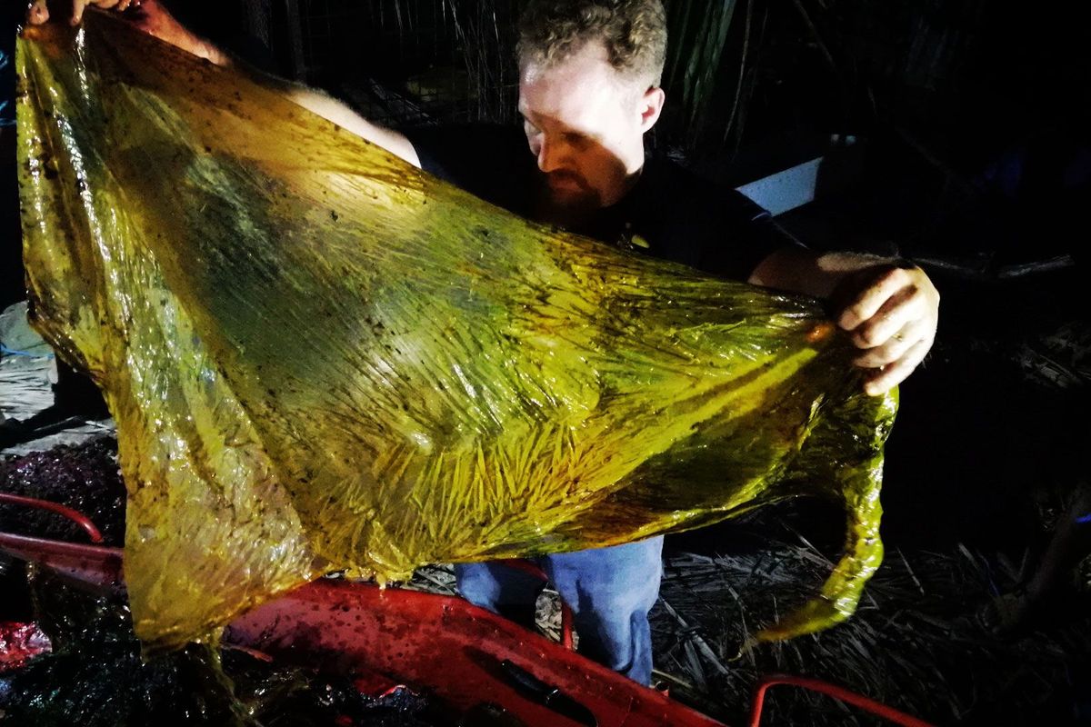 Onderzoekers troffen 40 kilo plasticafval aan in de maag van een jonge Cuvierspitssnuitdolfijn die op 16 maart in de Golf van Davao stierf De tandwalvis verhongerde door de grote hoeveelheid plastic in zijn maag