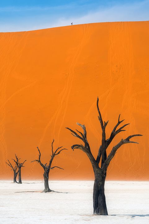 deadvlei trees with the colorful background in namib naukluft park, namibia