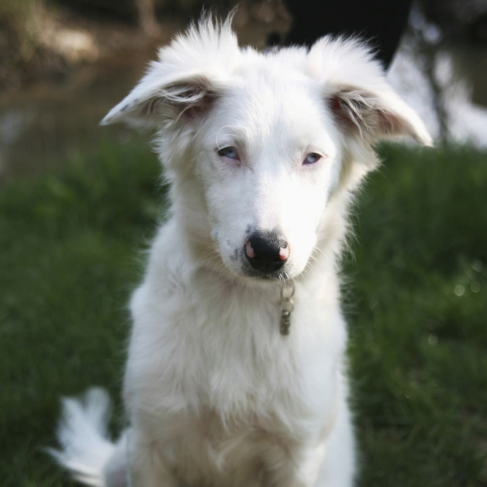 deaf collie puppy posing