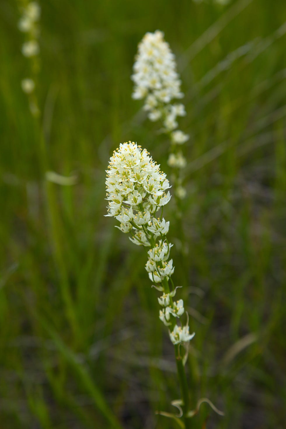 death camus (toxicoscordion venenosum) a.k.a. meadow death camas