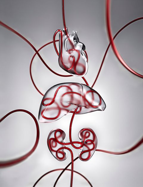 illustrazione della perfusione degli organi e del recupero cellulare con la tecnologia organex l'analogo del sangue salvacellule viene erogato agli organi vitali un'ora dopo la morte