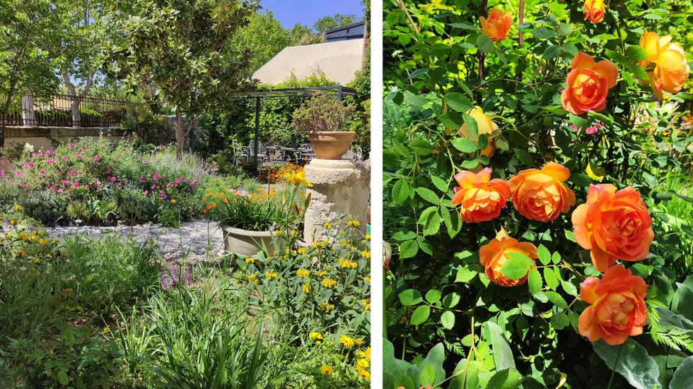 debora robertson gardens