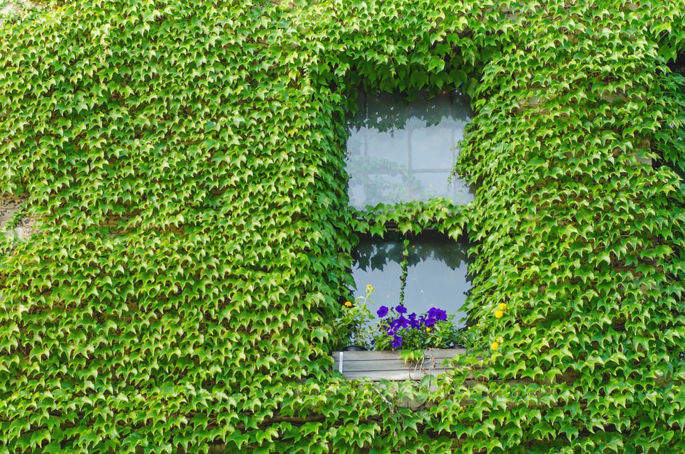 A window surrounded by vibrant green ivy with flower boxes. A window surrounded by vibrant green ivy with flower boxes.