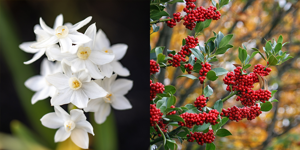 december paperwhite narcissus and holly