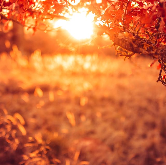 december warmth (red oak leaves)