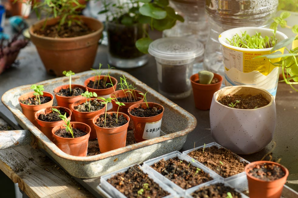 declutter garden