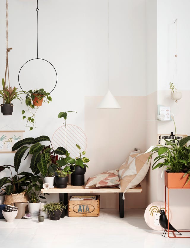 Decorar con plantas