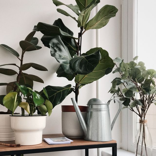 decorate with house plants