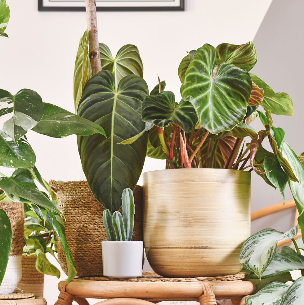 urban jungle with different tropical houseplants in flower pots on wooden tables
