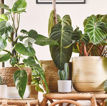 urban jungle with different tropical houseplants in flower pots on wooden tables