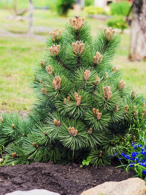 decorative dwarf pine grows in the garden