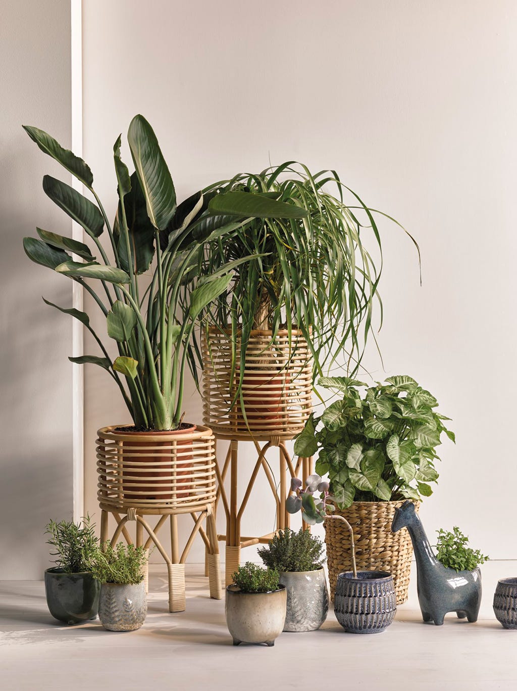 Flowerpot, Houseplant, Plant, Flower, Botany, Grass family, Room, Table, Herb, Furniture, 
