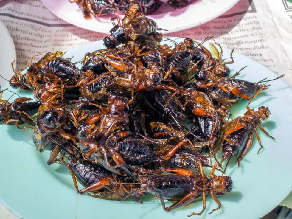 a plate of deep fried cicadas﻿