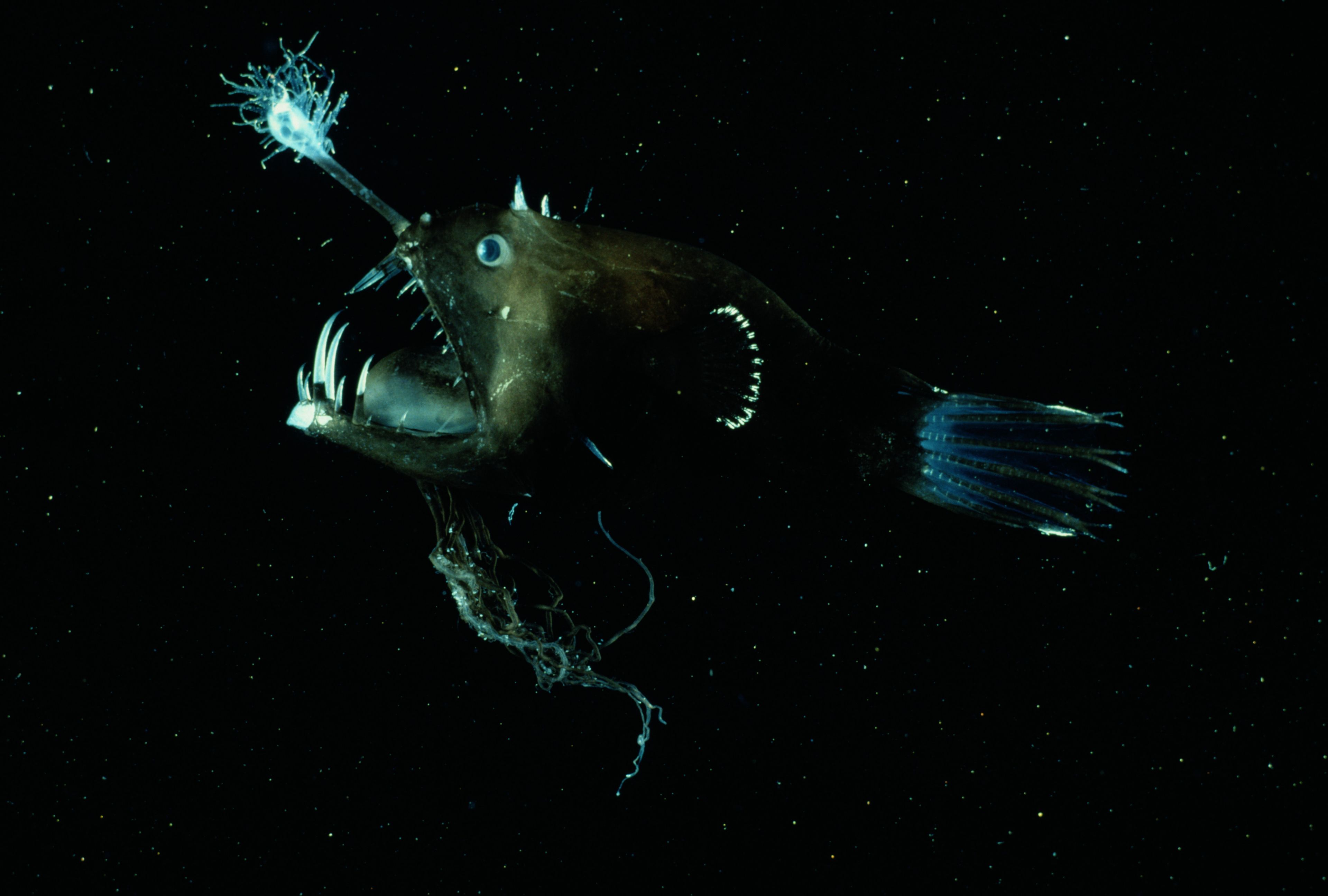 Why Anglerfish Are So Creepy