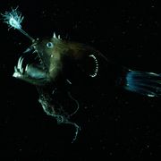 Deep sea anglerfish (Linophryne arborifera)