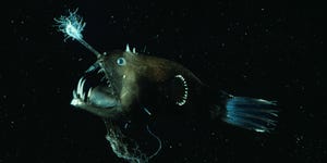 Deep sea anglerfish (Linophryne arborifera)