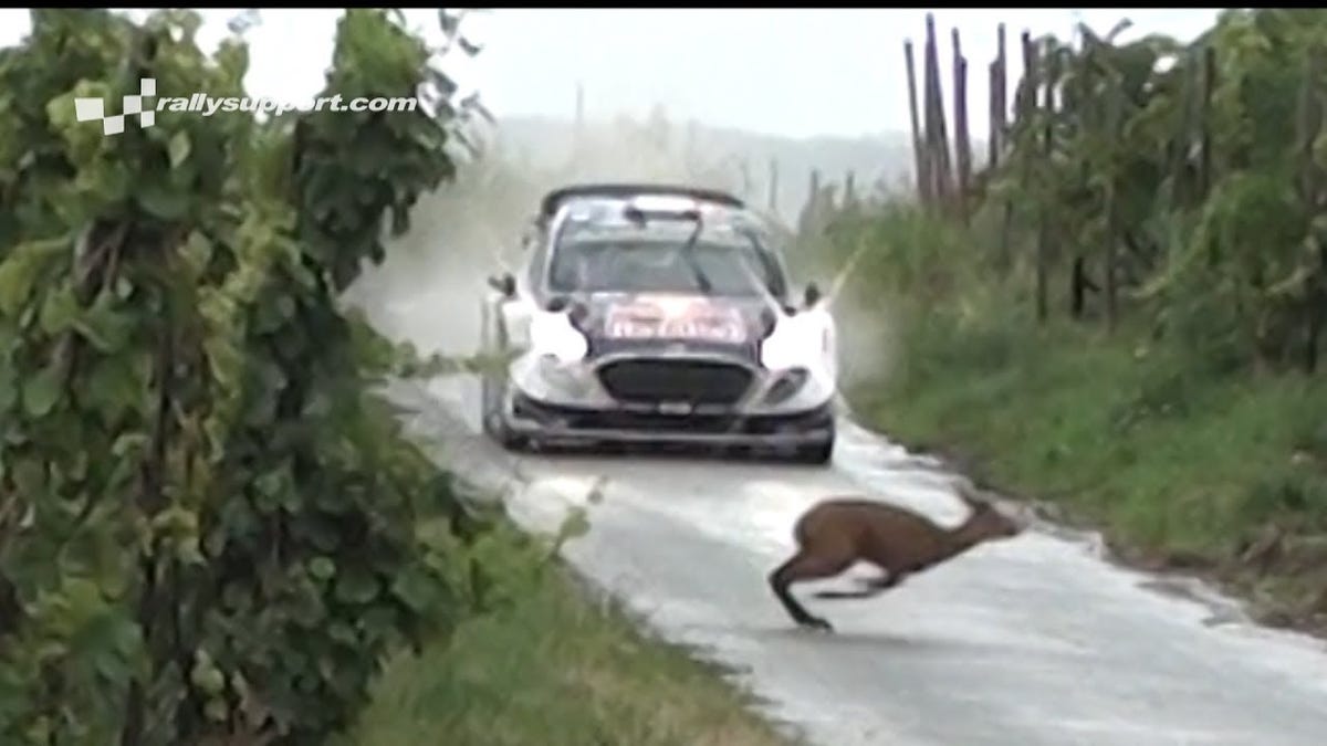 WRC Car Nearly Hits Deer - Rally Car Almost Hits Deer