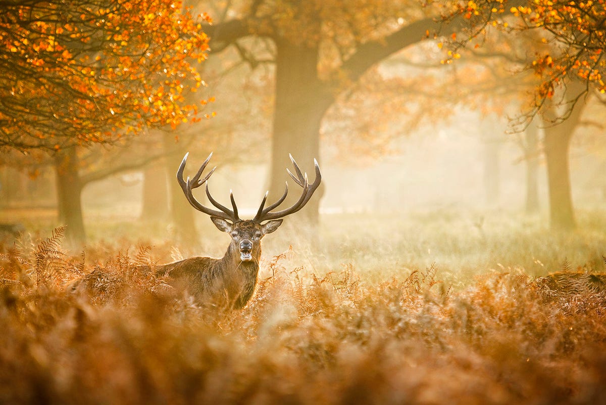 10 autumn wildlife trails in the UK