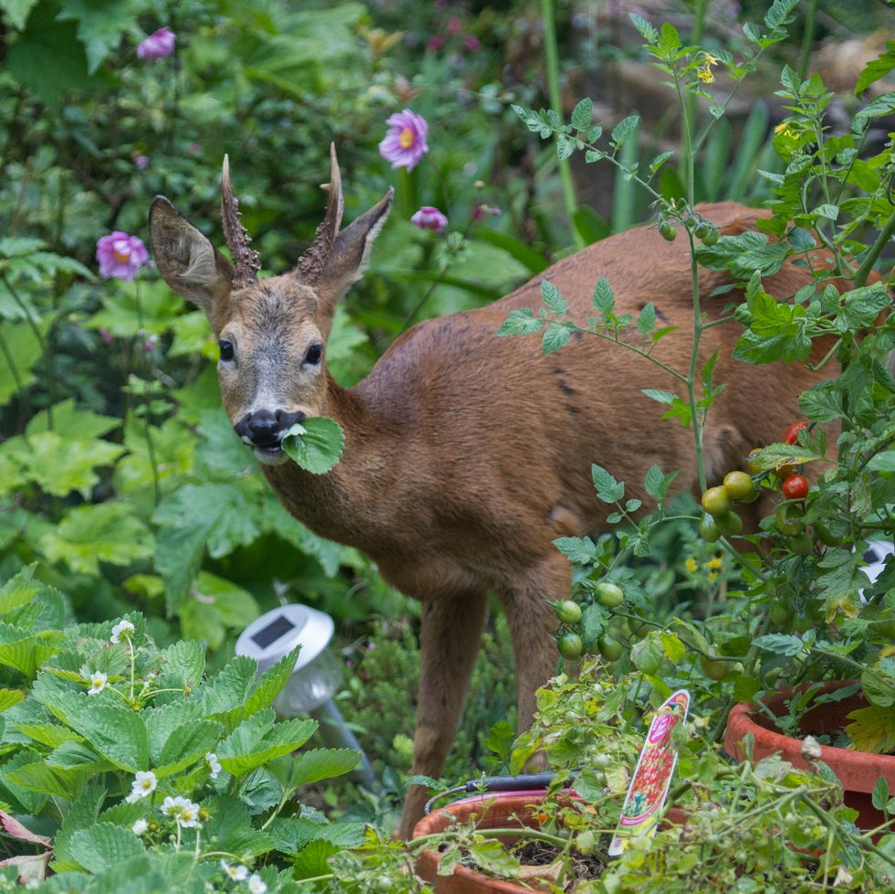 deer in garden eating leaf