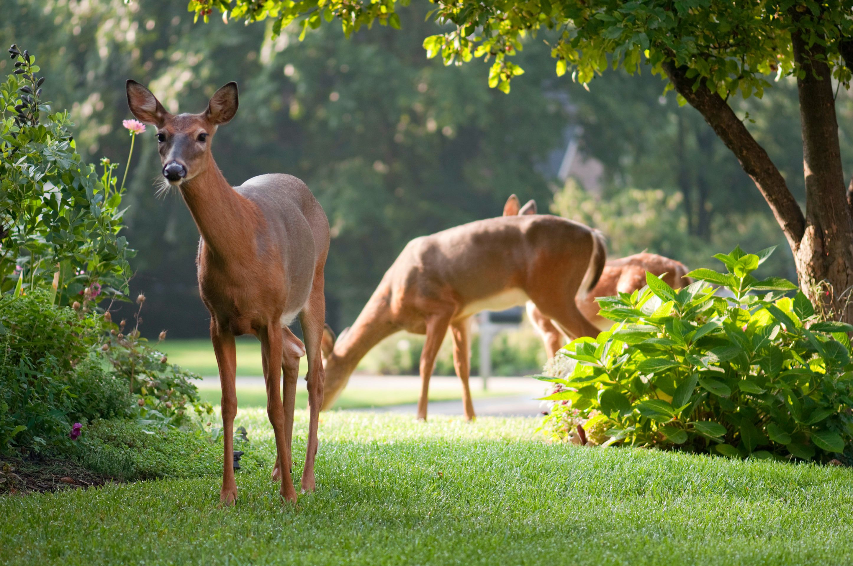 How to Keep Deer Out of Your Garden - Repelling Deer From Flowers