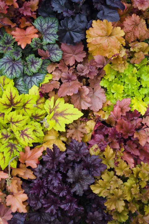 deer resistant plants like variety of coral bells also known as heuchera sanguinea