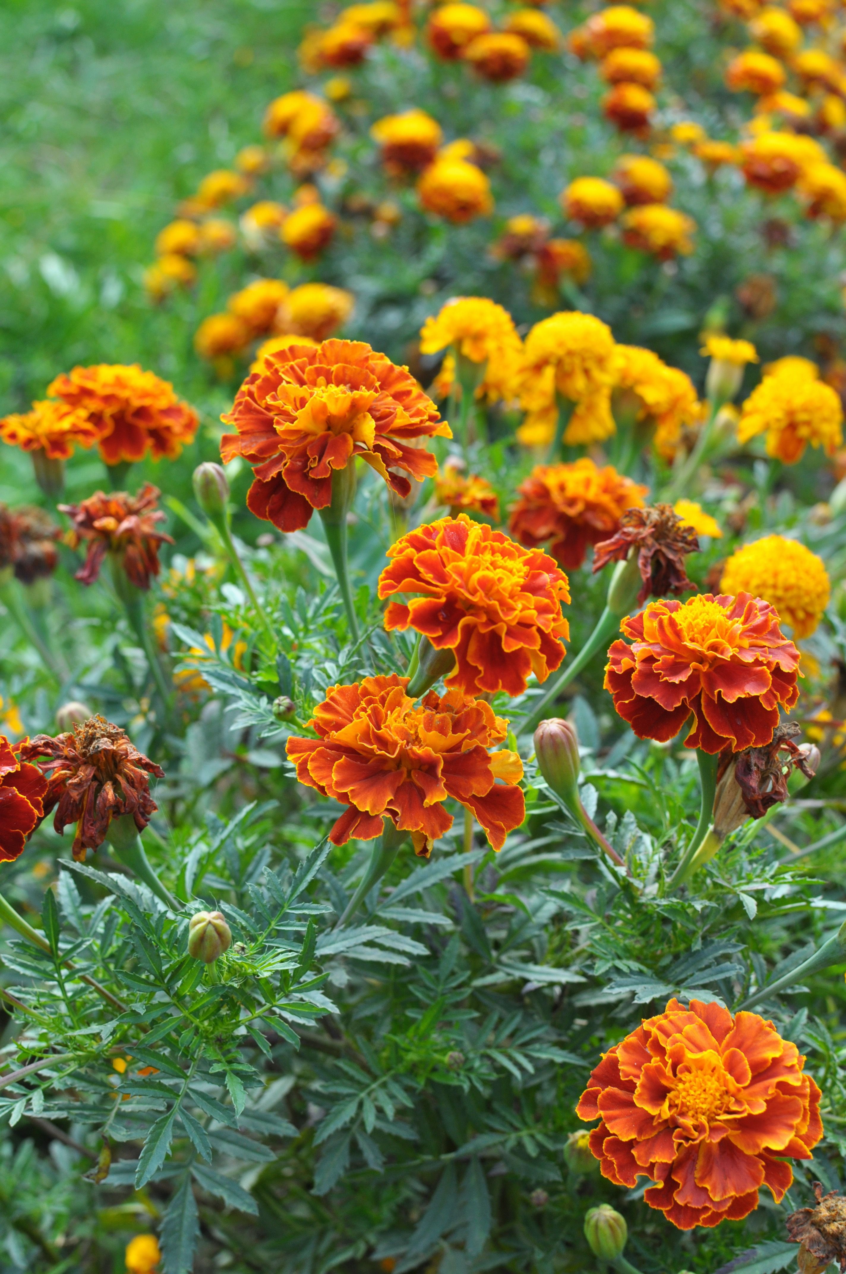 12 Best Plants That Repel Deer 2024 Deer Resistant Plants   Deer Resistant Plants Marigold 1653056429 