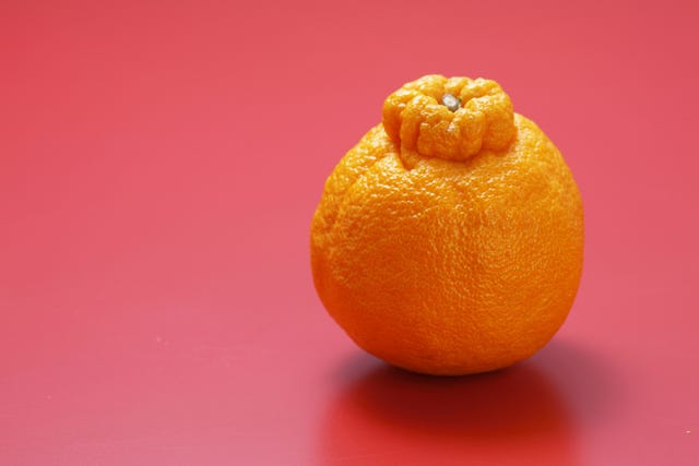 About - Sumo Citrus