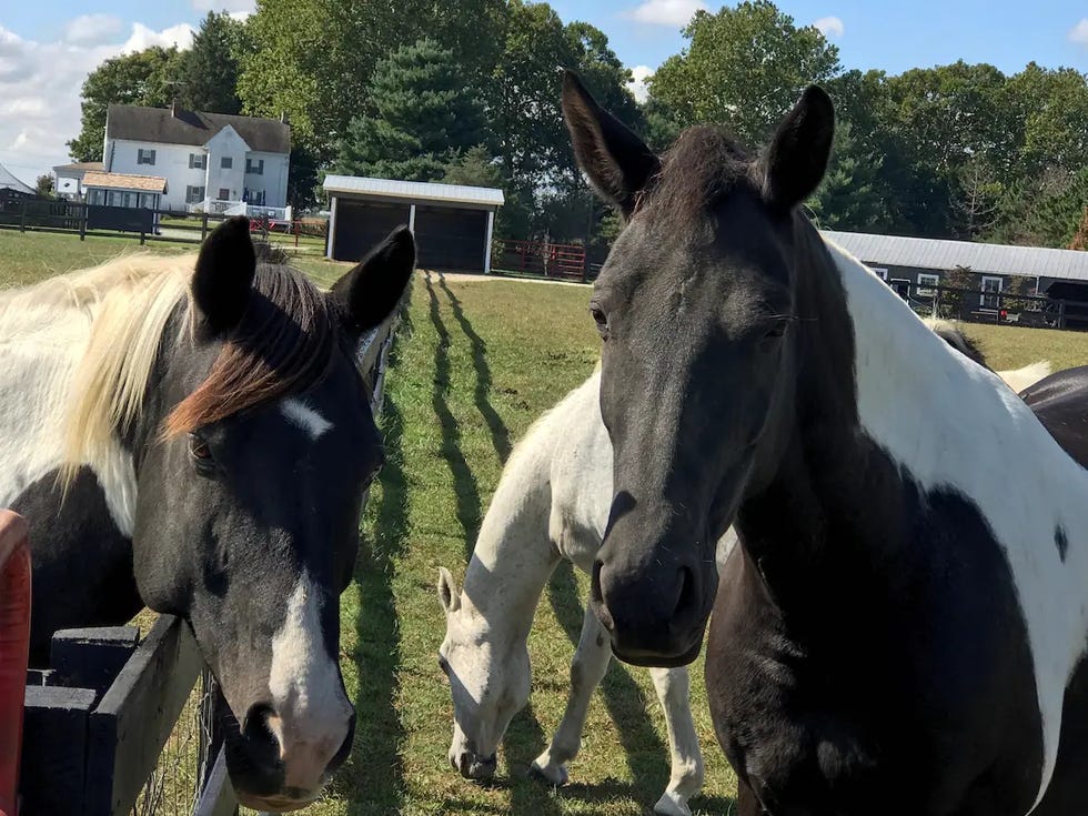 the farm at marshtown in delaware, a good housekeeping pick for unique airbnb