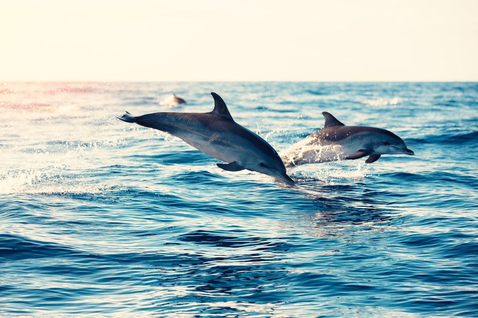 delfines saltando en el mar ellees