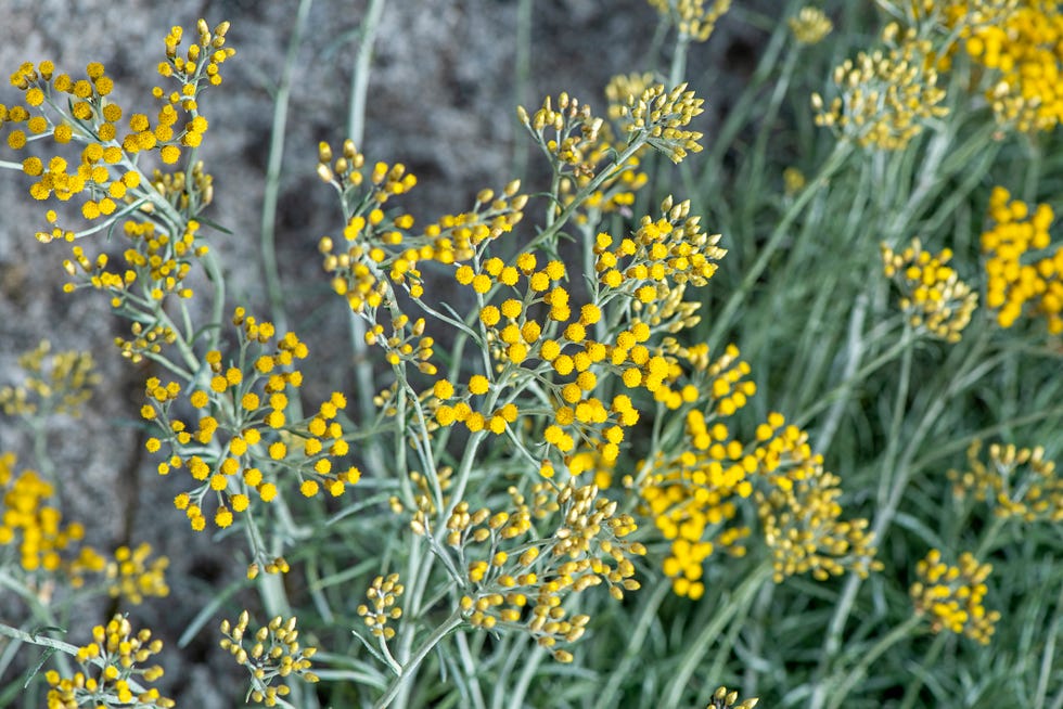 yellow strawflowers