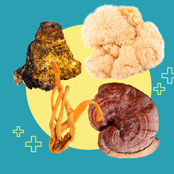 mushrooms medicinal foraging wild health wellness