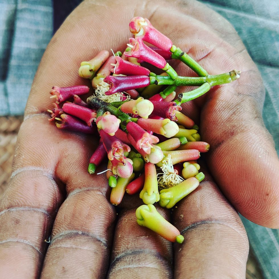 a pair of hands holding freshly harvested pemba cloves