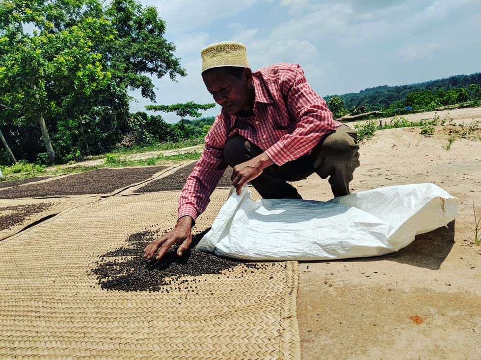 a farmer in tanzania lays out black peppercorns to dry on a mat in the sun
