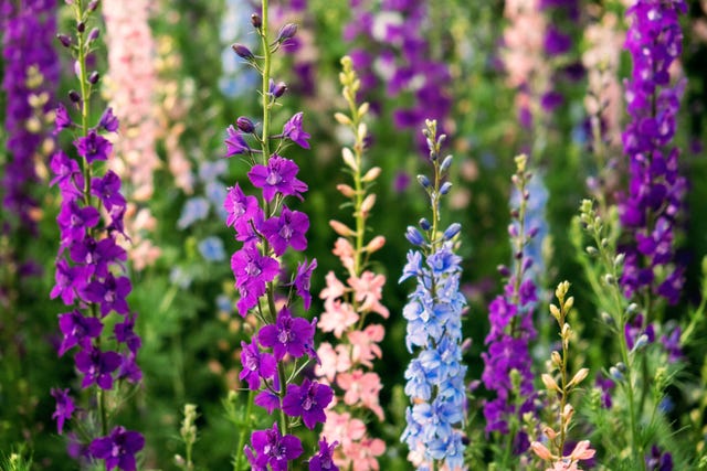 July Birth Flower Meanings: Larkspur and Water Lilies