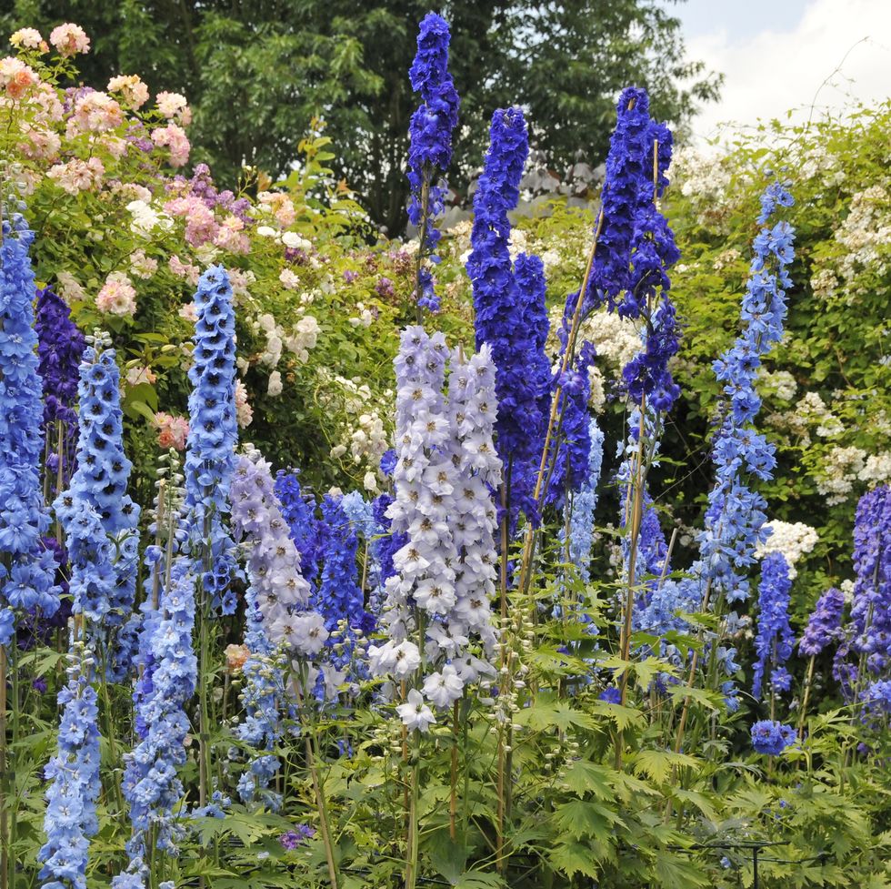 blue delphinium flowers and roses blooming in summer garden