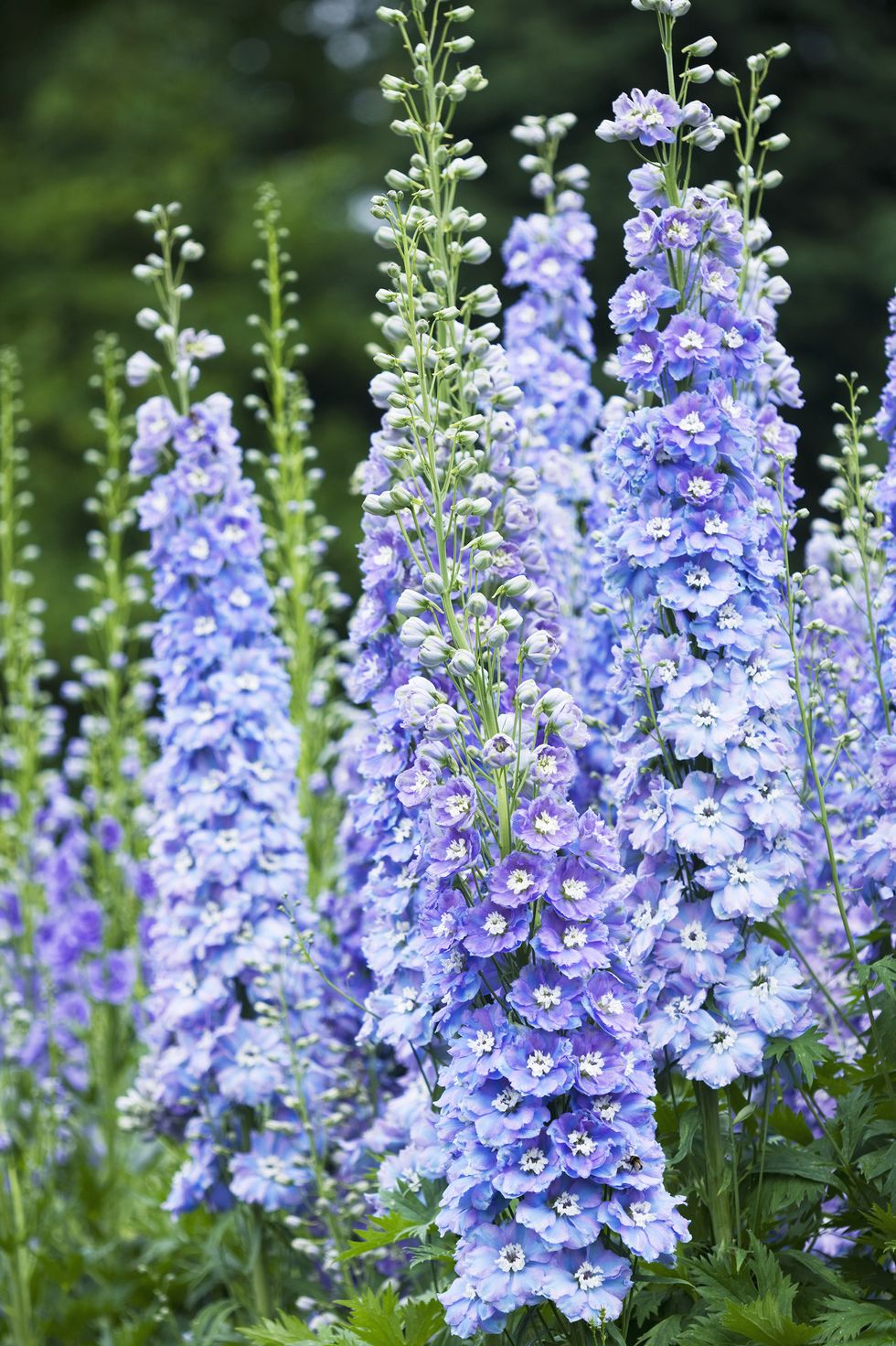 close up portrait of the blue flowers of delphinium 'spindrift' spires, perennial