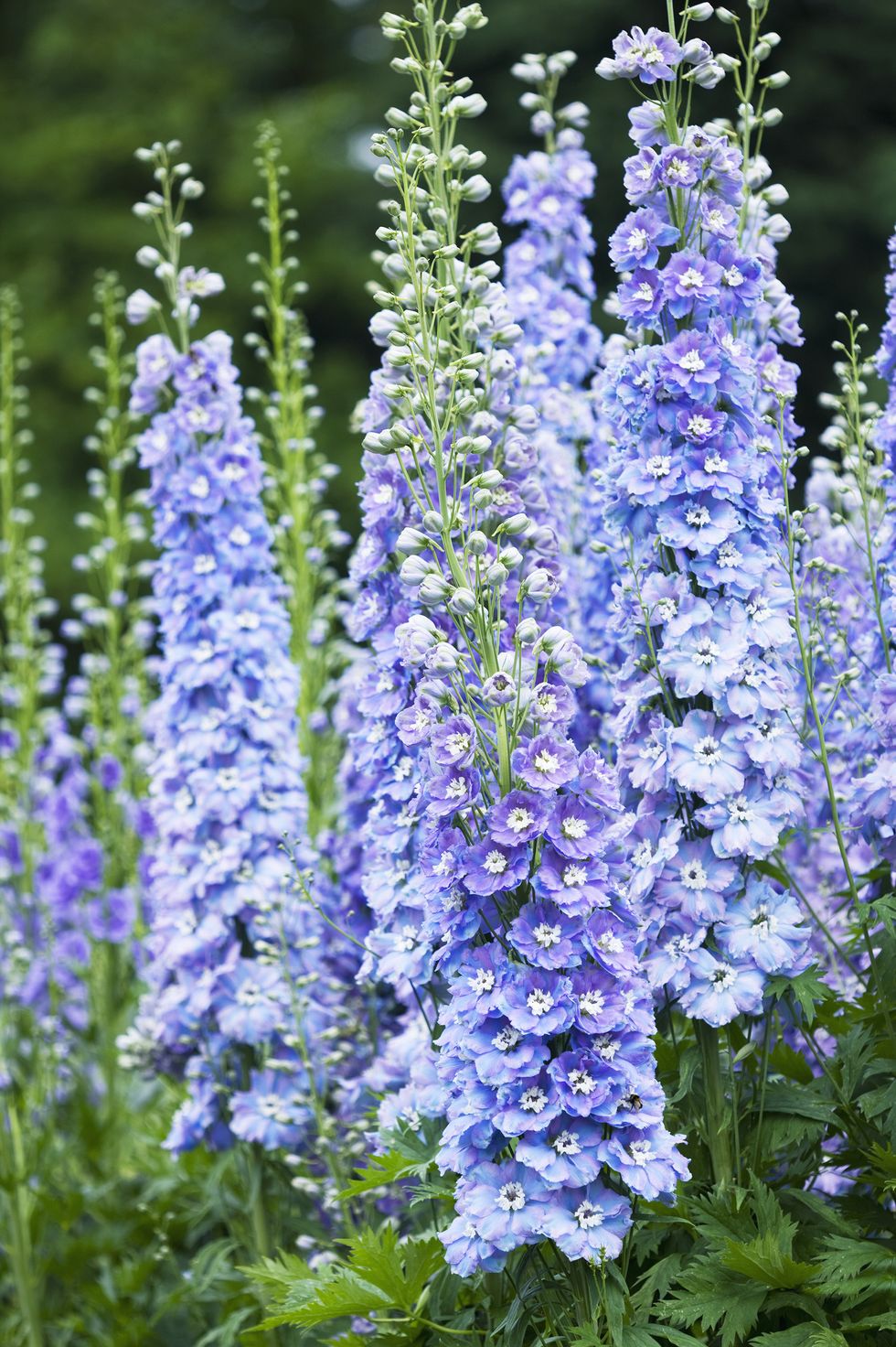 close up portrait of the blue flowers of delphinium 'spindrift' spires, perennial