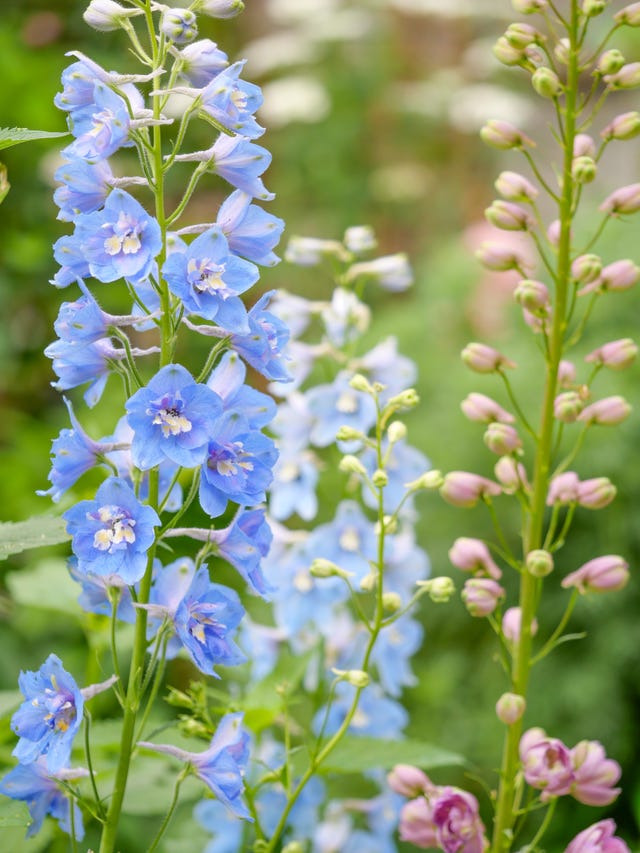 5 things we'll all be doing in the garden this year, according to the rhs
