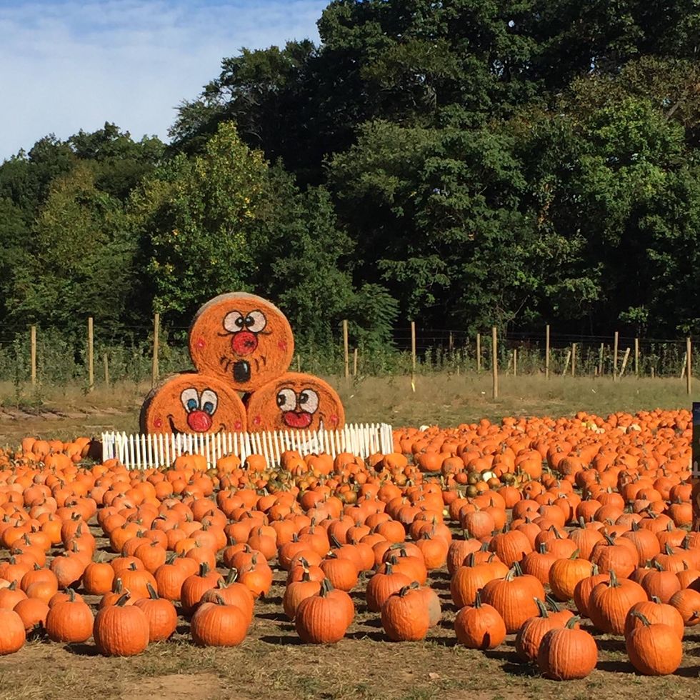 demarest farms best pumpkin patches in the us