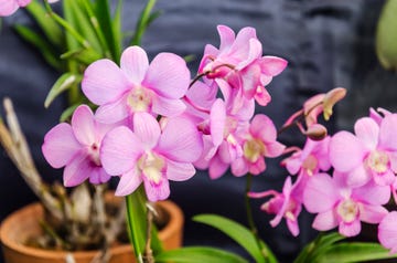 dendrobium candy stripe orchids in pot