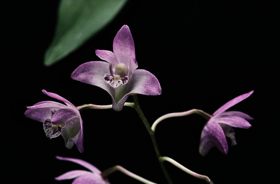 dendrobium kingianum pink rock orchid, pink rock lily, captain king's dendrobium
