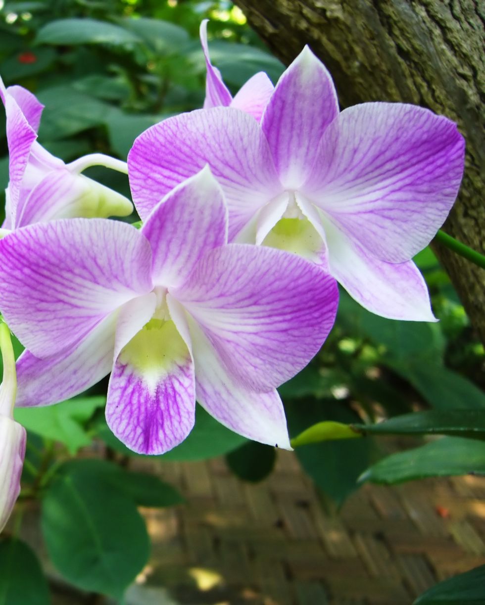 purple and white dendrobium orchids