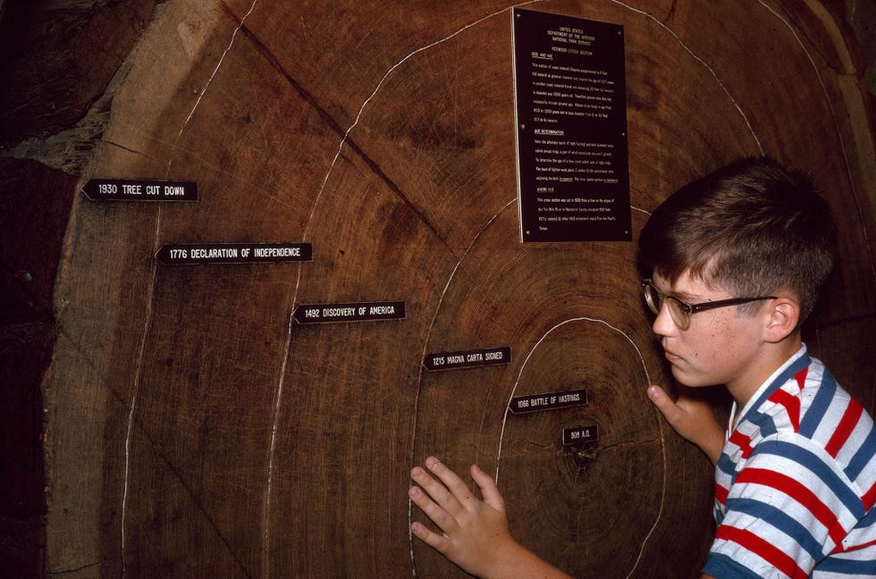 In boomringen wordt niet alleen de ouderdom van de boom vastgelegd maar ook de omstandigheden waaronder hij groeide De groeiringen van deze reuzensequoia of redwood verraden een leeftijd van ruim duizend jaar elke ring staat voor een jaar van groei sinds het jaar 909