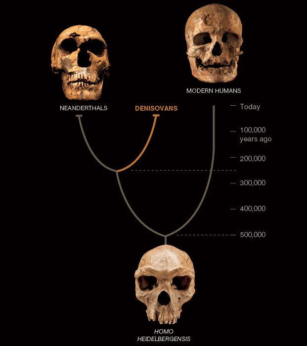 Volgens een studie uit 2010 waren de neanderthaler en de Denisovamensen nauwe verwanten Uit DNAvergelijkingen blijkt dat onze voorouders zich een half miljoen jaar geleden afsplitsen van deze mensachtigen