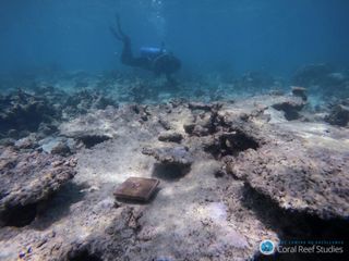 coral reef australia bleaching