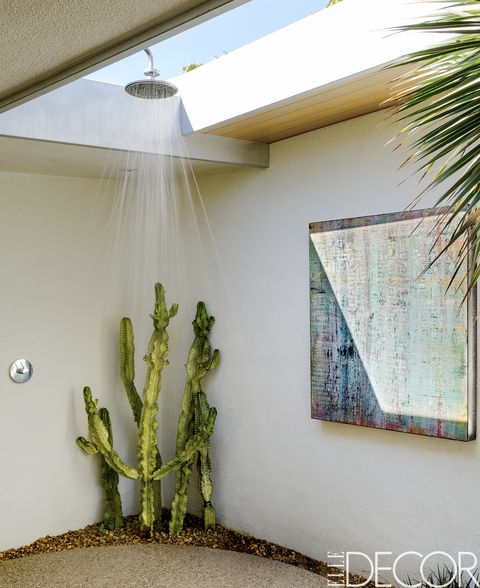 Wall, Ceiling, Fixture, Terrestrial plant, Light fixture, Ceiling fixture, Shade, Thorns, spines, and prickles, Daylighting, Cactus, 