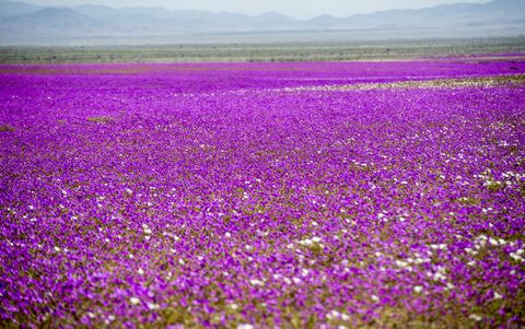 Purple, Lavender, Field, Violet, Flower, Plant, Meadow, Wildflower, Spring, Sky, 