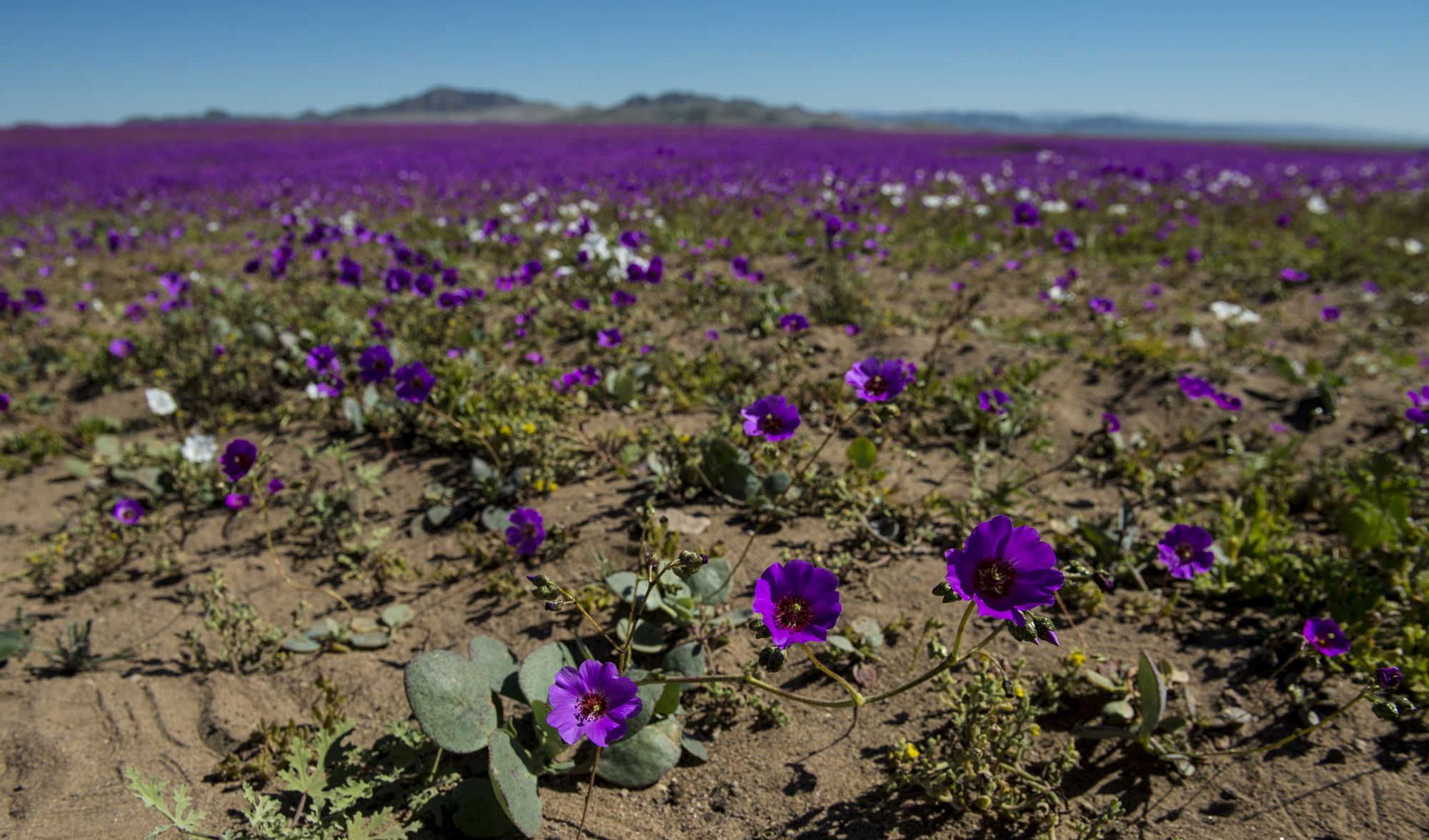 Atacama Desert Flower Bloom 2017 | Best Flower Site